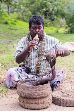  Kobra eski sepeti Sri Lanka