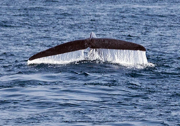 Хвостовой горбатый кит — стоковое фото