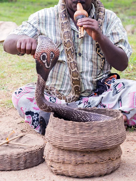 Cobra in old basket — Stock Photo, Image