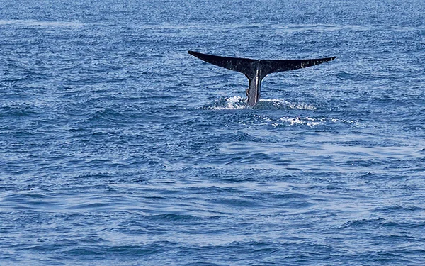 Tail humpback whale — Stock Photo, Image