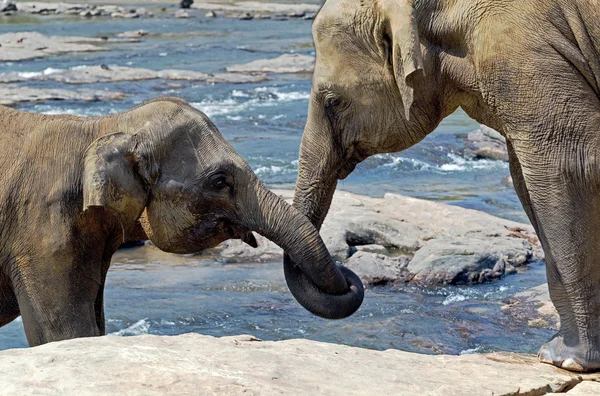象を愛するスリランカ — ストック写真