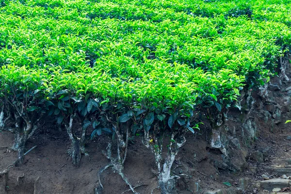Fields of Ceylon tea Plantation — Stock Photo, Image
