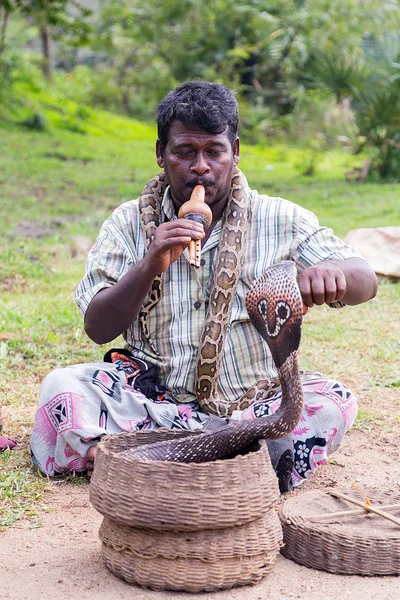 Kobra im alten Korb sri lanka — Stockfoto