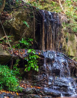 yağmur ormanlarında şelale
