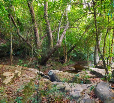 Orman yağmur ormanı