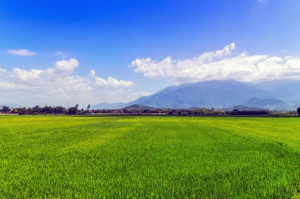 Plantação Campo de arroz verde — Fotografia de Stock