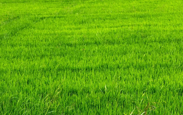 Agricoltura del riso in Asia — Foto Stock