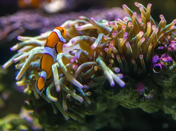En fisk clown — Stockfoto