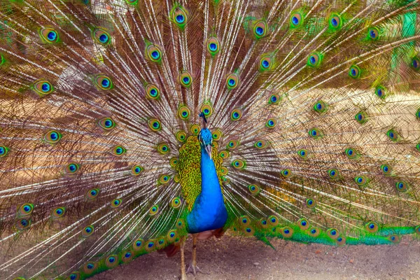 Peacock Feathers Background — Stock Photo, Image