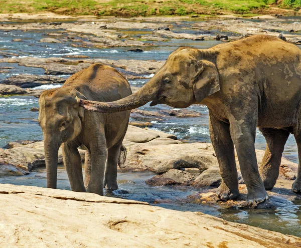 Family Asia Elephants — Stock Photo, Image