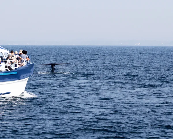 尾ザトウクジラ — ストック写真