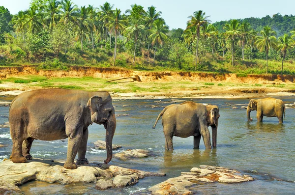 Elefantes salvajes en el río — Foto de Stock