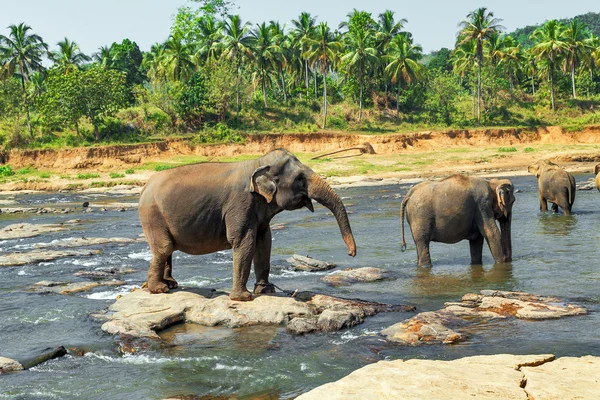 Orfanato de elefantes, Sri Lanka — Foto de Stock