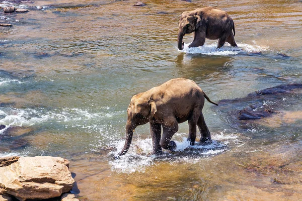 Olifanten familie Azië olifanten — Stockfoto