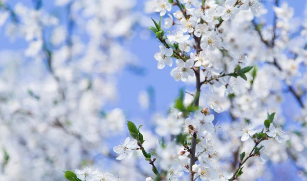 Bahar çiçek çiçeklenme arı  