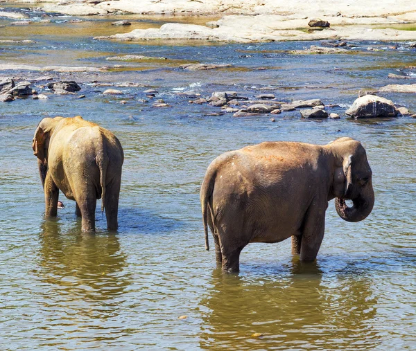 屋外の川でレジャー象 — ストック写真
