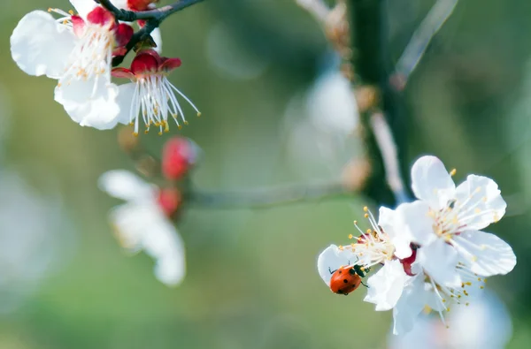Mariquita en flores de primavera — Foto de Stock