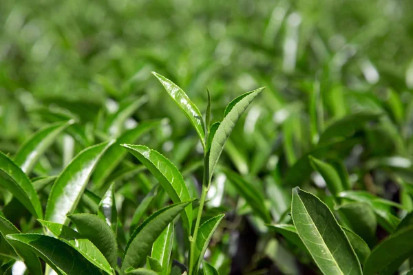 Brote hojas de té verde — Foto de Stock