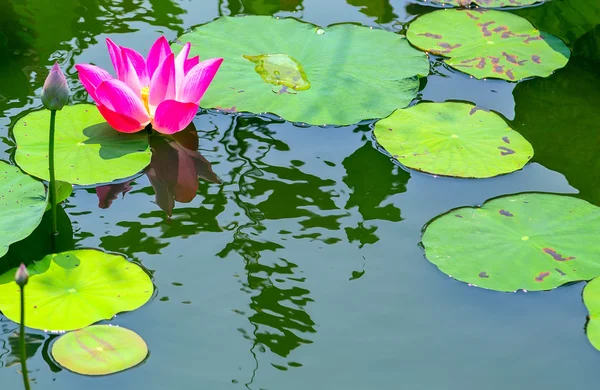 粉红色莲花水百合 — 图库照片