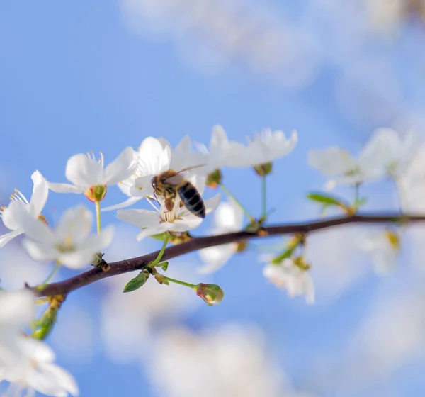 Blooming fruit tree — Stock Photo, Image