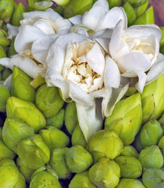 Göl kenarında beyaz lotus 