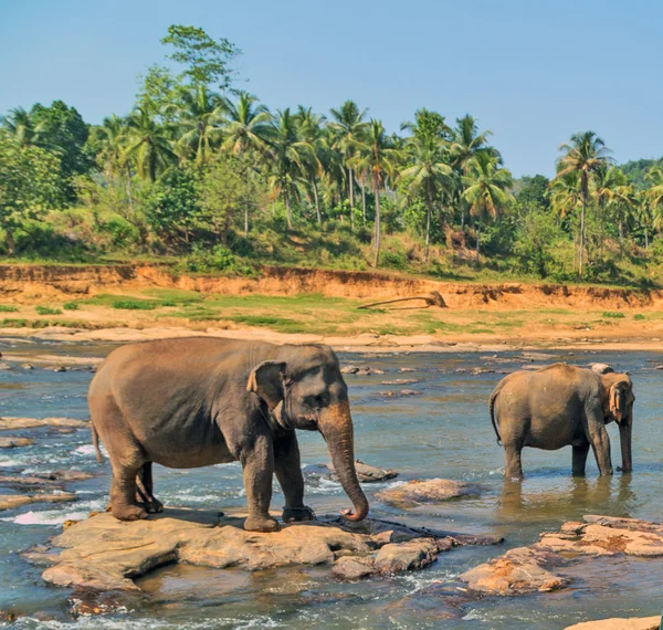 Azië olifanten bad in de rivier Ceylon — Stockfoto