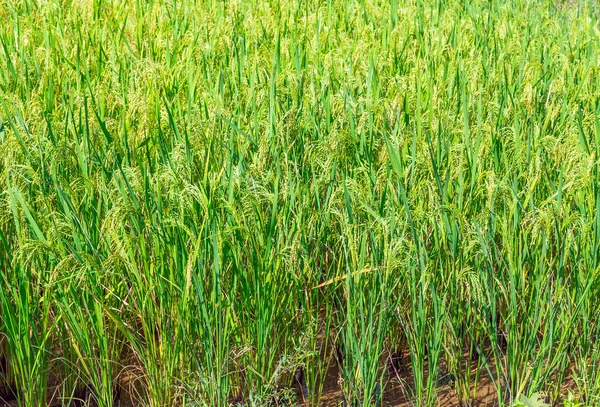 Green field close up — Stock Photo, Image