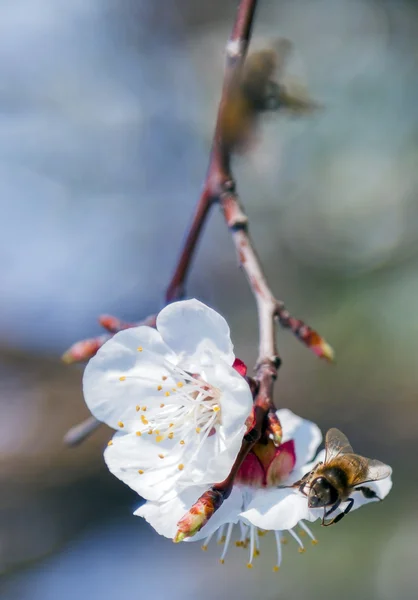 Abeja en flores floreciendo árbol frutal fondo de pantalla — Foto de Stock