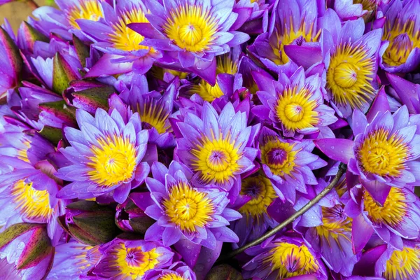 Νερό κρίνος λουλούδι λωτού φόντο Royalty Free Εικόνες Αρχείου