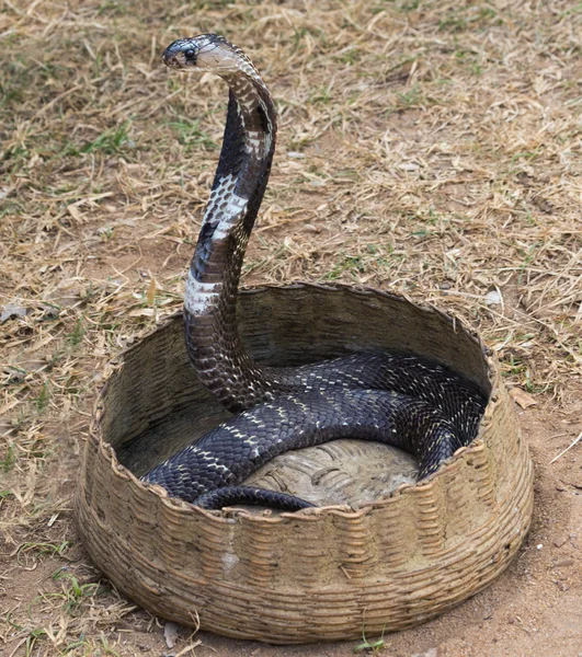 Королевская кобра — стоковое фото