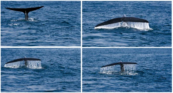 Cola de ballena jorobada fluking — Foto de Stock