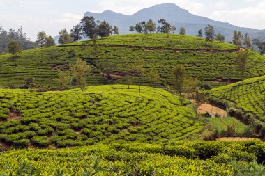 Sri lanka çay plantasyon 