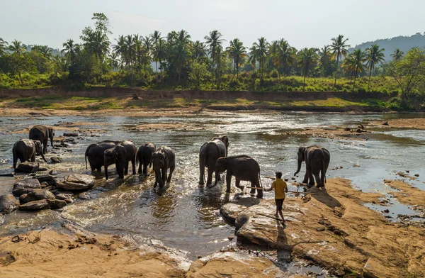 Orfanato de elefante safari — Foto de Stock