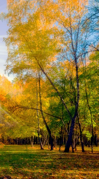 Höstens naturliga bakgrund — Stockfoto