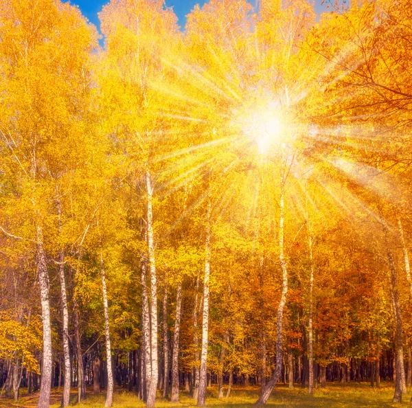 Höstens naturliga bakgrund — Stockfoto