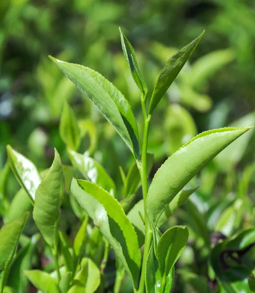 Campos de plantación de té de Ceilán en Sri Lanka — Foto de Stock