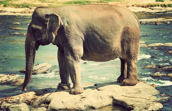 Elephant bath in river Sri Lanka — Stock Photo, Image