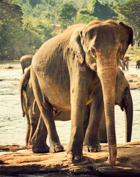 Elephant orphanage, Sri lanka — Stock Photo, Image