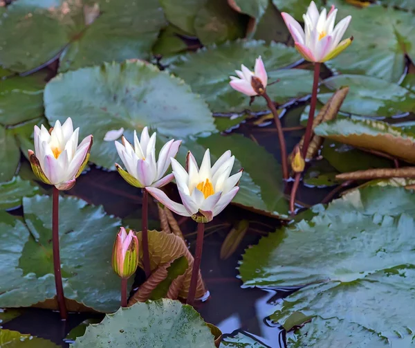 在湖上，在一个池塘里的莲花水厂的白礼 — 图库照片