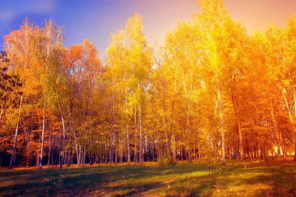 Herbst. Herbstszene. — Stockfoto