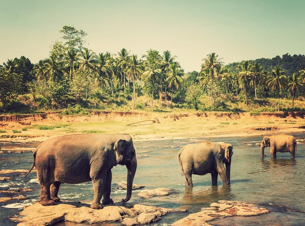 Familia Asia Baño de elefantes en el río Ceilán, Pinnawala — Foto de Stock