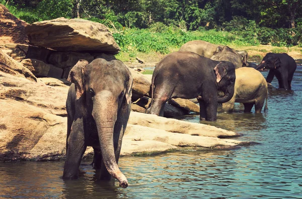 Elephant Sri Lanka park Pinnawala — Stock Photo, Image