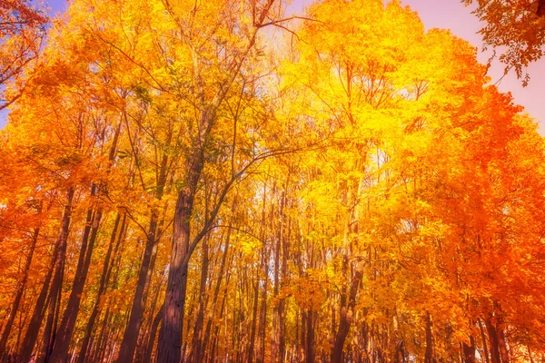 Otoño. Escena de otoño . —  Fotos de Stock