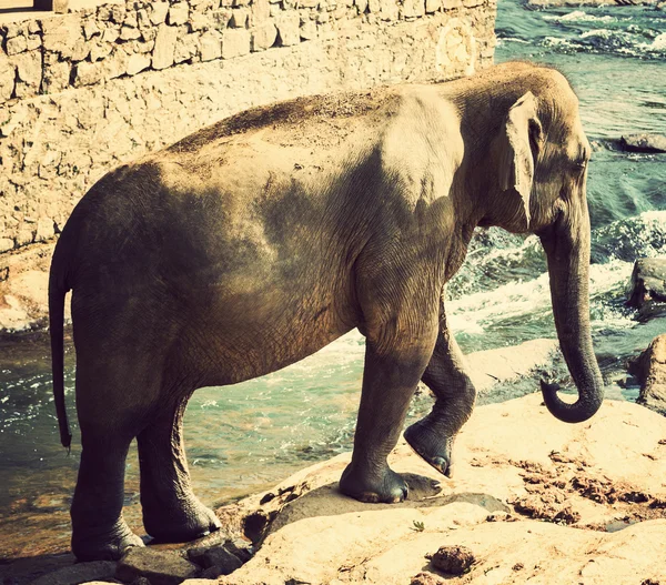 Elephant in river outdoor leisure vintage nature background — Stock Photo, Image