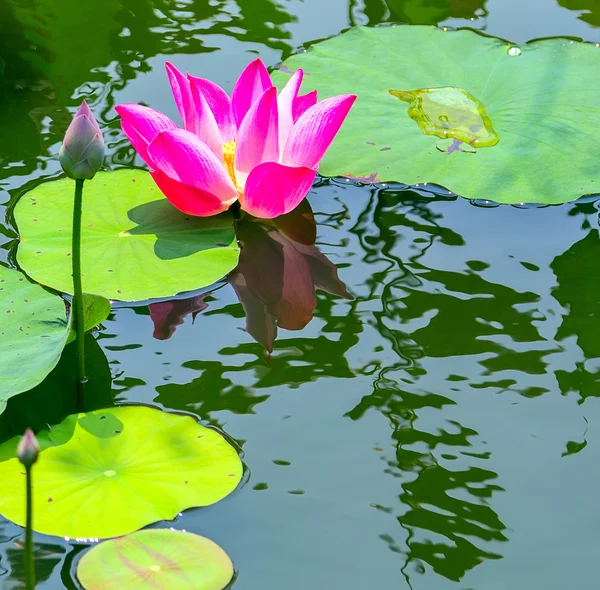 Pink Lotus water lily — Stock Photo, Image