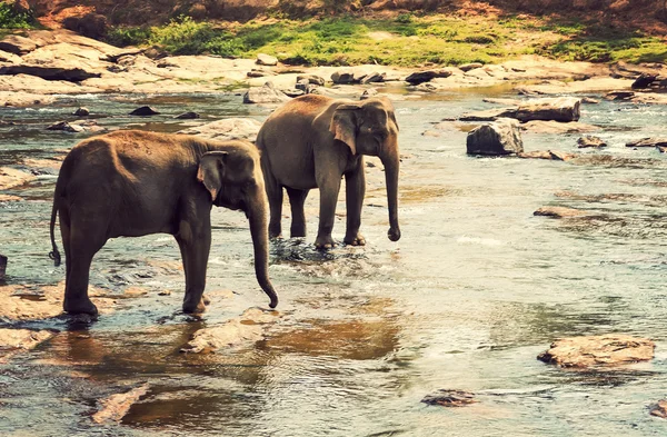 象の群れの魅力川水 — ストック写真