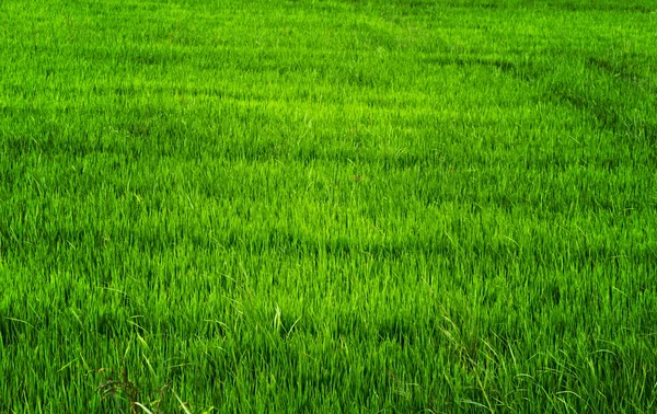 Rijst landbouw in Azië — Stockfoto