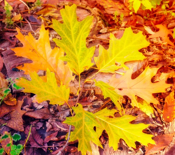 Φθινόπωρο. Φθινοπωρινή σκηνή δάσος στο Sunlight Rays Royalty Free Εικόνες Αρχείου