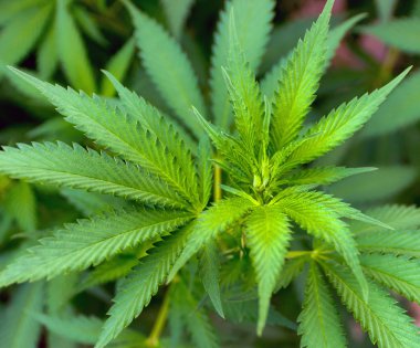 Kenevir bitkisi yeşil arka plan