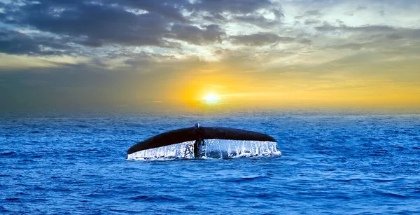 Coda Gobba Balena Spruzzata Goccia Movimento Acqua Mare Paesaggio — Foto Stock